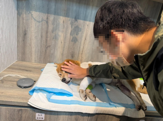 吃完肉肉跟菩薩走！柴犬遭撕咬撐3天過世 飼主是國宴名店業者