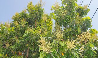 彰化 荔枝龍眼花況佳 收成有望倍增