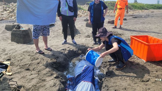 鲸豚协会人员正在替海豚浇水保湿。(翻摄中华鲸豚协会)
