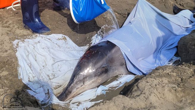 海豚被发现时已奄奄一息。(翻摄中华鲸豚协会)