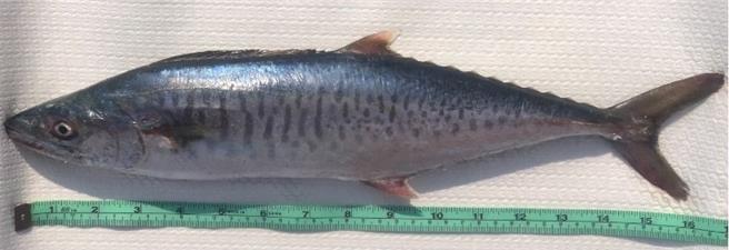 目前育成天数已超过600天，体重已达6公斤以上，并发现成熟的卵巢与精巢，可见土魠鱼人工完全养殖指日可待。（图／农业部）