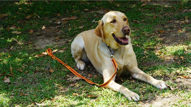  UHOO听从趴下指令，就算面对强烈诱惑，也能克制住衝动。（宝智华摄）