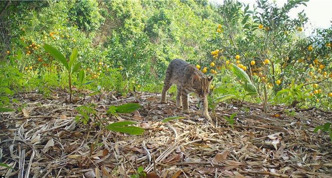 中寮乡农友胡俊榕的农地栽种柑橘等作物，参加石虎生态服务给付计画6年，其农地5度拍到石虎，获「石虎乐居奖」。（农业部生多所提供／杨静茹南投传真）