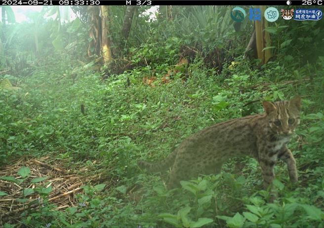 南投县政府、林保署及生多所在南投县154处设置相机，拍到石虎比例高达46％。（农业部生多所提供／杨静茹南投传真）