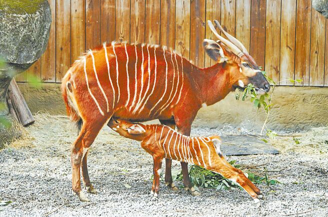 台北市鲜奶周报生生喝鲜奶政策正式开跑，台北市立动物园15日响应向大眾介绍，对于哺乳动物而言，母兽的鲜乳不只是幼兽重要营养来源，更是安全成长关键。（台北市立动物园提供／温予菱台北传真）