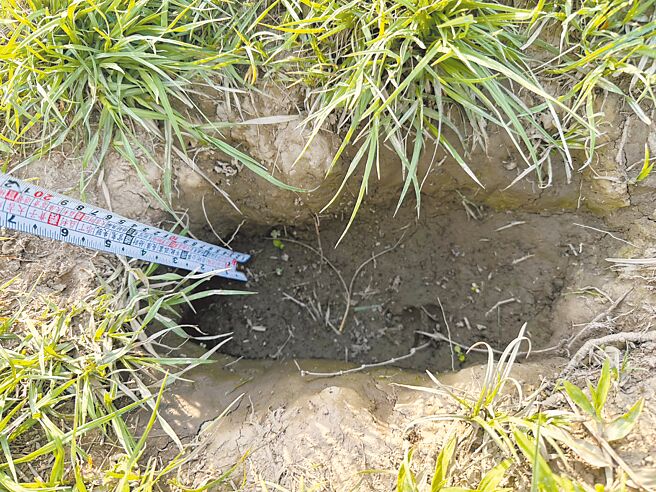 新北市新莊寵物公園近日出現15公分深坑洞，恐危及毛孩安全。（新北市議員戴湘儀提供／張鎧乙新北傳真）