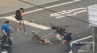 比特犬遭亂棍打死「屍體去向成謎」 柴犬飼主：對方意圖規避罰則
