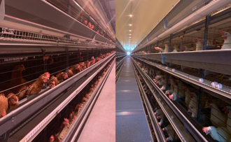 蛋價連翻漲後降3元 蛋農預期未來價格維持在成本邊緣