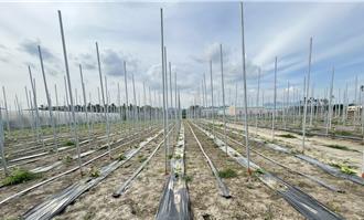 香蕉價飆破百元掀搶種潮 中盤商：年底供過於求恐回跌