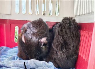 南投鳳凰谷驚現3隻大赤鼯鼠 疑遭棄養恐為非法掏巢所得