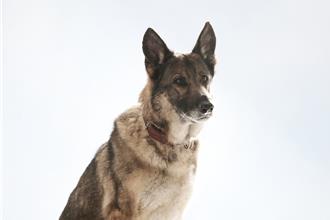 萬中選一的超強神犬！德牧小櫻不需要替身 滿分演技征服大銀幕