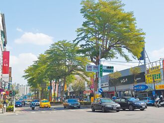 獨厚輕軌？高捷黃線施工砍樹移植挨批