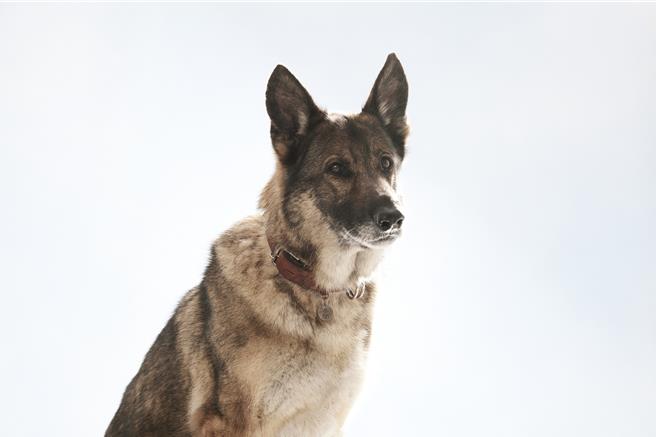 演出片中主角「多闻」的德国牧羊犬「小樱」有灵性又聪明。（采昌提供）