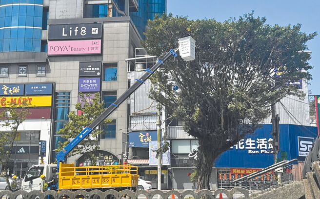 基隆市區田寮河畔路樹吸引鷺科鳥類聚集築巢，但也導致鳥屎「空襲」問題嚴重，市府近日修剪路樹遭愛鳥民眾批評破壞鳥類棲地。（徐佑昇攝）