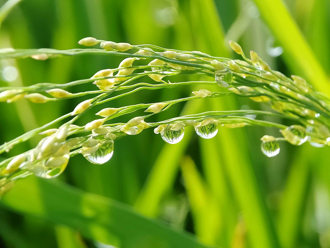 周日穀雨撞媽祖生 7禁忌別犯 開財秘法曝