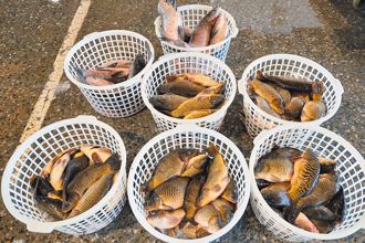 美國關稅衝擊養殖漁業 台灣鯛業者觀望 放養量減低