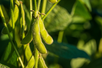 面對美國關稅挑戰 農業部祭6措施穩定毛豆出口布局