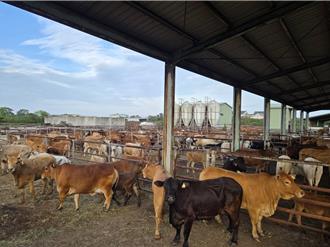 金門碧山畜牧場長期侵占國有地 本周完成牛隻遷移