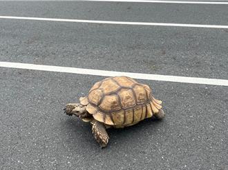 安平警巡邏街頭遇迷途象龜 即刻救援保護人車安全