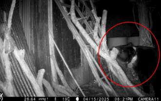 黑熊入侵花蓮雞舍連咬3狗 竟是野放4年「失聯後出沒」