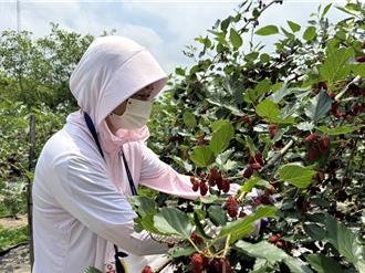 錯過等明年！台中大里桑葚園轉紅 限時開放採果樂體驗