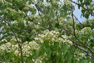 客家山城桐花盛開 4／20苗栗造橋鄉伯公祭揭序幕