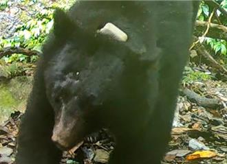 繫放失聯4年黑熊入侵花蓮部落 玉管處將會同專家誘捕