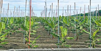 香蕉每斤飆破百元 旗美農民搶種