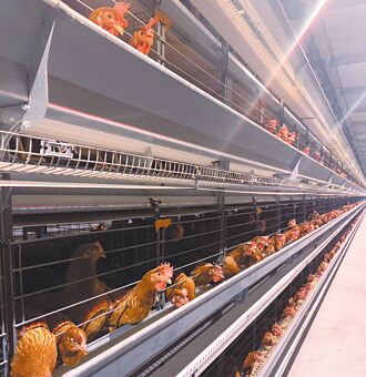 蛋價降3元 蛋農籲減產護盤