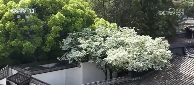 三坊七巷沈葆楨故居開放陸數位賦能解鎖千年坊巷。（大陸央視） 