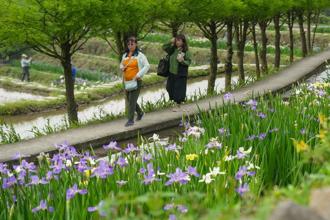 難得一見「鳶尾花季」 新北嵩山農村鳶尾花田燦爛滿開