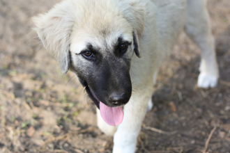 美2岁童走失奇蹟获救！ 走11公里被陌生牧场犬护送回家