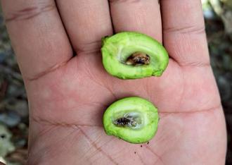 芒果開花不著果 3月低溫影響花蓮南區農作