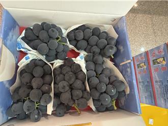 彰化縣溫室葡萄價格將提高 母親節需求增加成主因