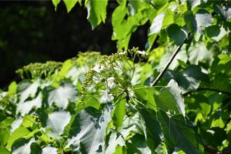 桐花季花況曝光！彰化員林預估4／22至29進入最美花期
