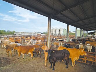 金门 碧山畜牧场240头牛 明全数迁走