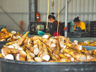 關廟鳳梨不夠賣 嘉義烏殼綠竹筍外銷