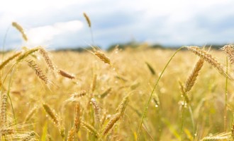 「穀雨」來了 2星座運勢翻紅衝第一
