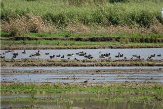 新北田寮洋保育有成  稀有尖尾濱鷸、紅胸濱鷸現蹤