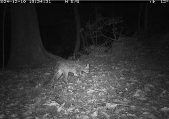 石虎現蹤苗栗縣南庄鄉 紅外線相機捕捉珍貴畫面