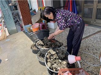 進口蚵仔衝擊本土市場 蚵農嘆：只剩老人工苦撐