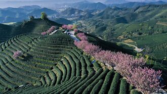 陸茶飲業 蜜雪集團去年營收稱冠