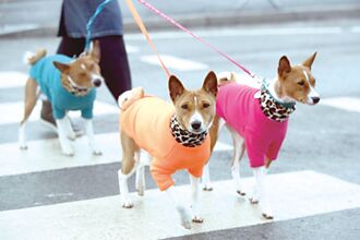 寵物險 飼主重醫療理賠