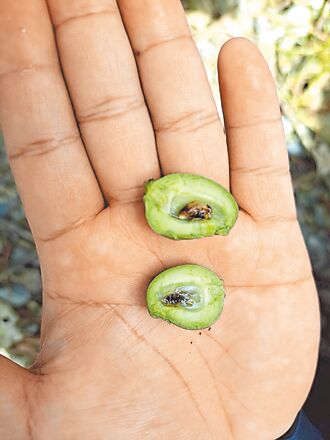 花蓮 低溫影響 芒果開花不著果 爭取救助