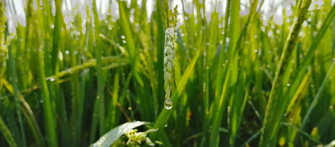 命理专家表示，属兔的人榖雨期间事业、财运俱佳，不妨多接触人群。（示意图：Shutterstock／达志）
