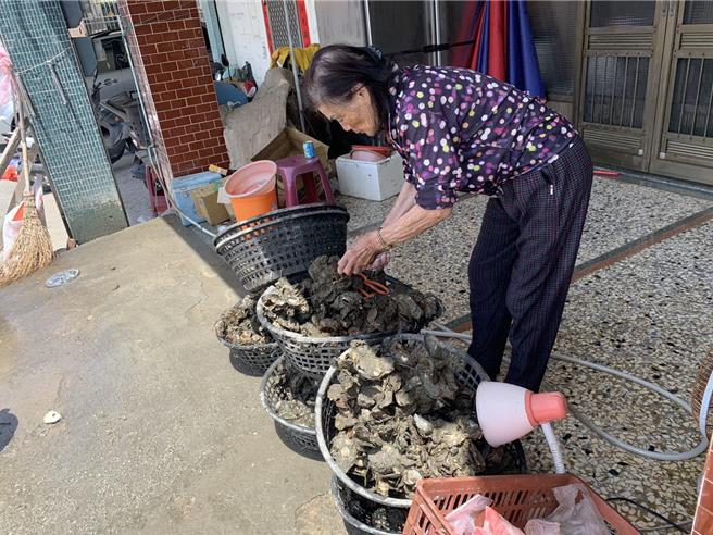 台南沿海北门地区的蚵仔最近进入採收期，林姓女蚵农整理採收的蚵仔。（郭良杰摄）