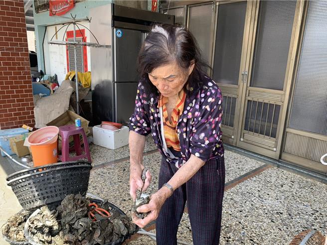 林姓女蚵农剥开刚採收的蚵仔，见蚵肉饱满、又新鲜，称讚不已。（郭良杰摄）