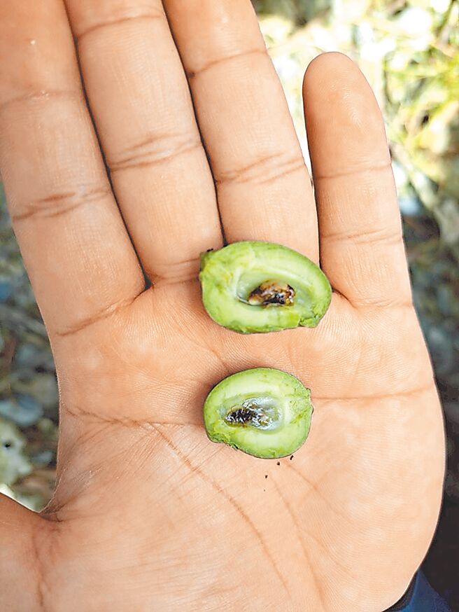 花蓮卓溪鄉、玉里鎮與富里鄉的改良種芒果產區出現開花未結果、果實畸形與空包彈等遲發性災情。（花蓮縣政府提供／王志偉花蓮傳真）