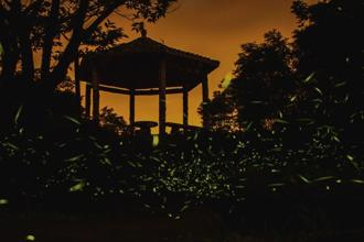 夜探梦幻森林 东眼山萤火虫季热烈报名中