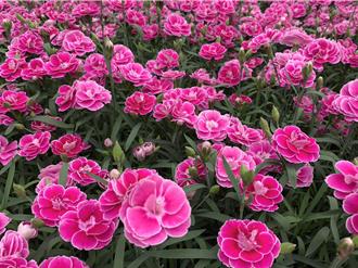 母親節「馨」選擇 桃園盆花康乃馨每盆僅60元還可撐滿月